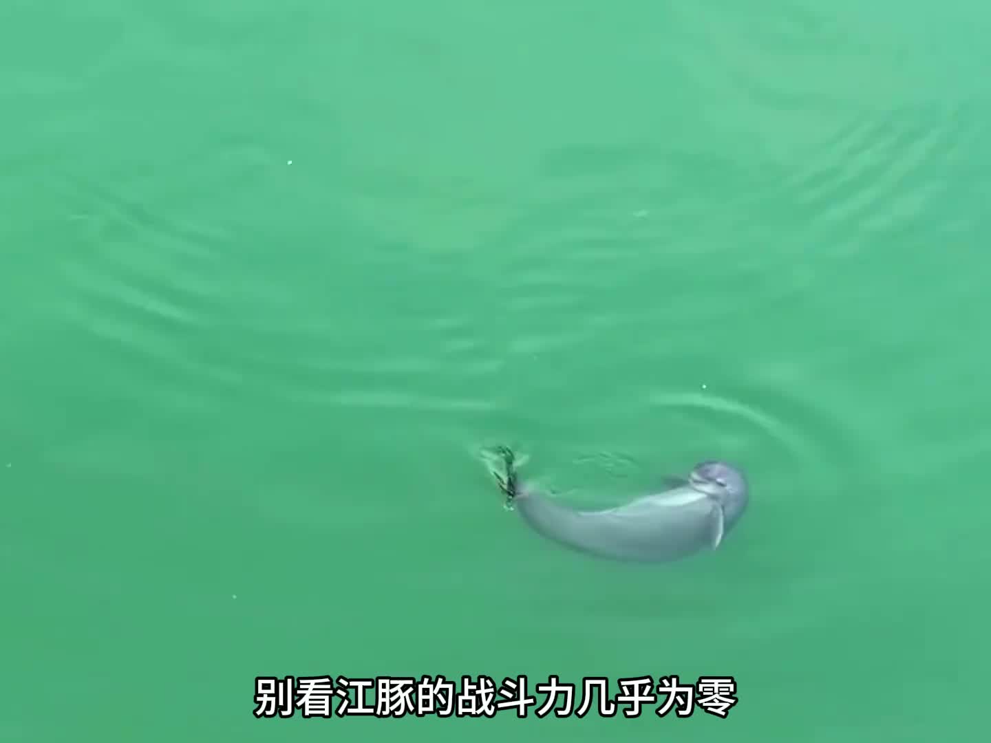 惹谁别惹长江街溜子江豚，肚皮一翻牢底坐穿