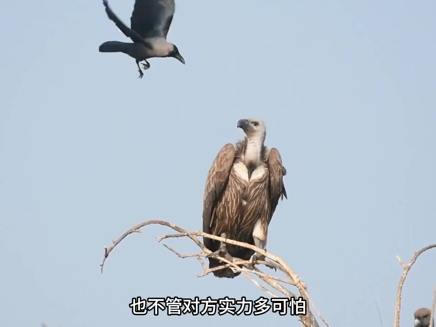 被黑化的吉祥鸟，乌鸦