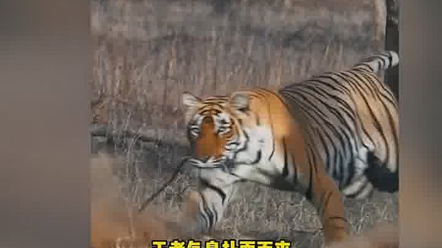 如何区分野生老虎和东北金渐层