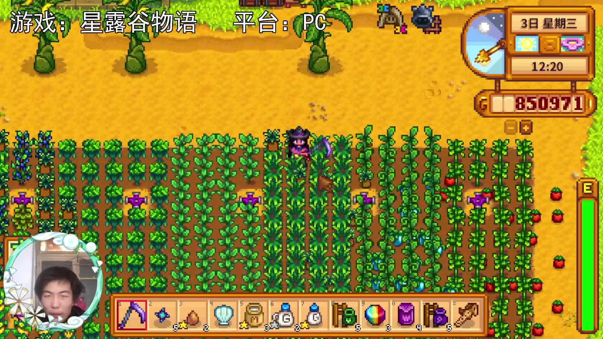 【星露谷物语】搭架，种啤酒花和葡萄！