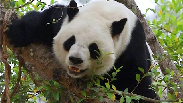 “心”愿上线，满足ee们想看愿仔上树的心