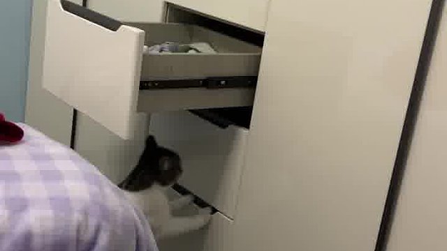 你们的猫会这样的吗？