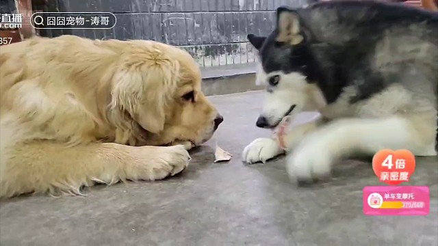 最后有没有抢走呢