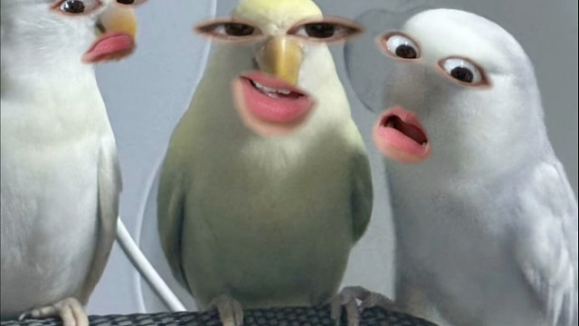 最近要出远门，找了上门喂养，做了个视频感觉蛮好玩，发出来给大伙玩玩哈哈