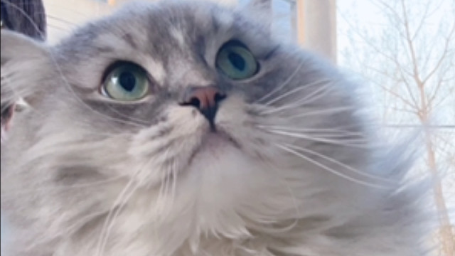 每天回到家就看到我的小猫想出去玩