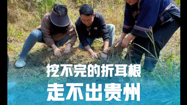 走不出贵州，满山的折耳根本挖不完，一家三口的房车之旅