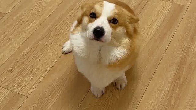 不开玩笑，我真觉得奥斯卡欠它个影帝！