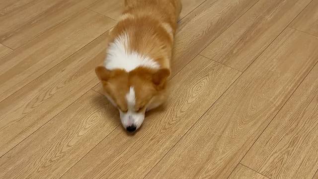 妈妈酱！你听哇达西狡辩啊（战术翻肚皮）