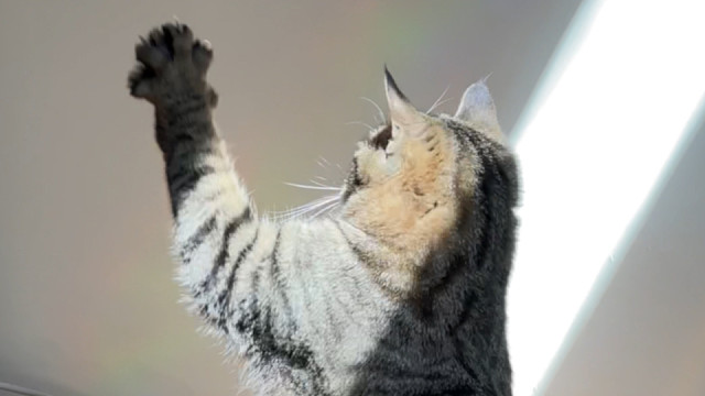 小猫像是抓住了春天