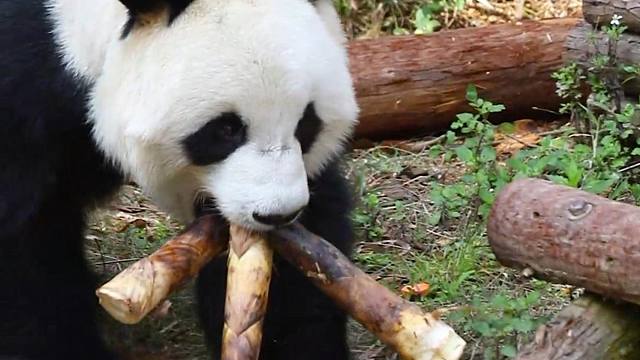 大嘴愿的打包技术越来越娴熟了