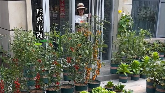 假如你有个小院，也会种菜吗？#田园生活