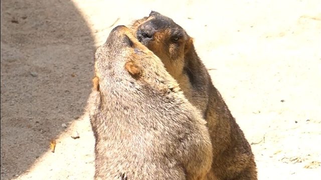 这位选手，麻烦不要骚扰你的对手