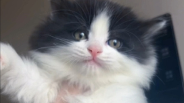 新的小猫还有两天就来了，还没想好名字呢