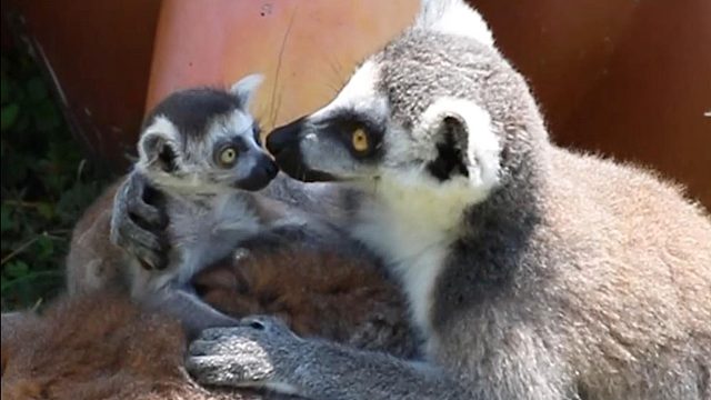 重生之我在狐猴家族当团宠