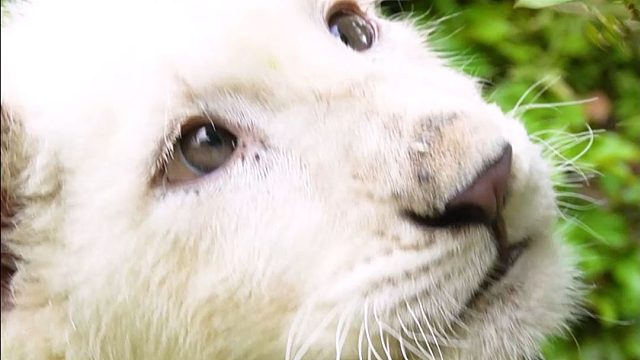 好像不太聪明的样子