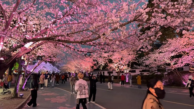 “风吹樱花落，人与樱花错，相逢本无意，花落人终散”