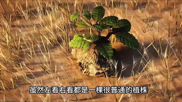 河西最吓人的东西居然是一棵草？曼德拉草…隔壁霍格沃滋之遗让在草药课上拔，十几盆一起叫