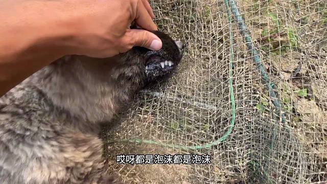 鱼没钓到狗子差点赔进去