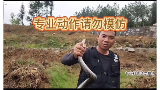 蛇哥阿伟真实户外--徒手拿捏灰鼠蛇，蛇牙好细颗。