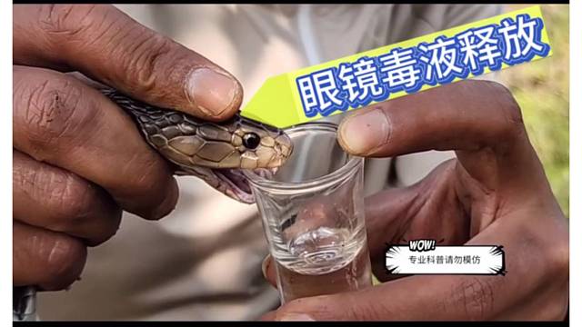 蛇哥阿伟户外探险--原来眼镜蛇的牙只有两颗