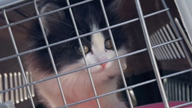 谁家的小奶牛这么可爱呀！