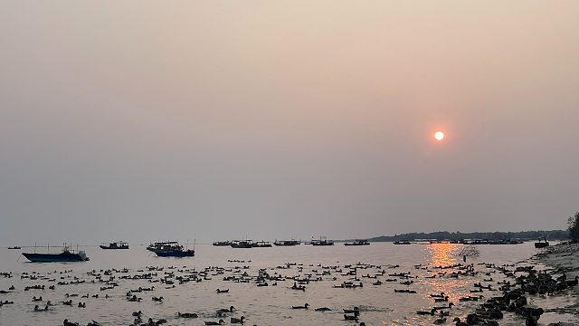 阿旺养的海鸭产蛋率太低，全部淘汰换大批新品种回来