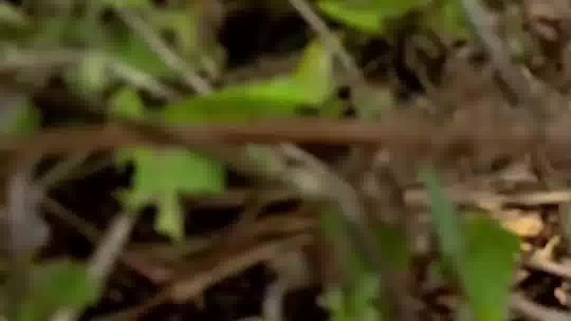 谁能拒绝世界第一美味—-折耳根