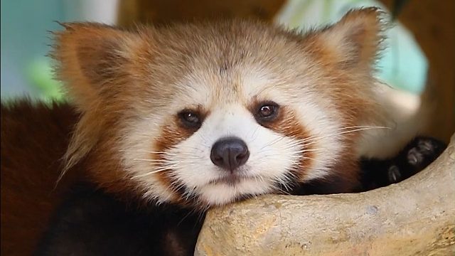 小能团F4无所不能！