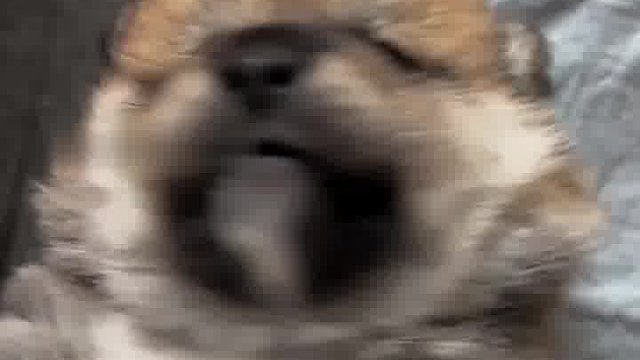 狗子有点不服气