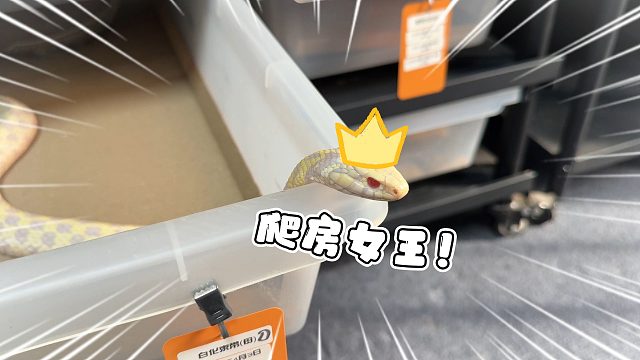 全爬房地位最高母蛇出现！！！