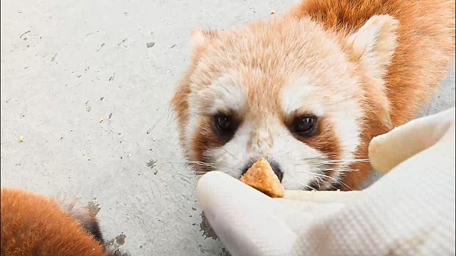 第一视角体验饲养员投喂小熊猫