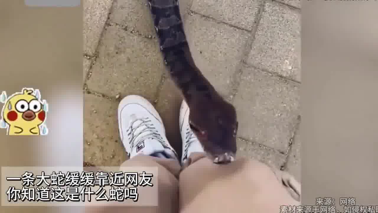 知道这是什么蛇？