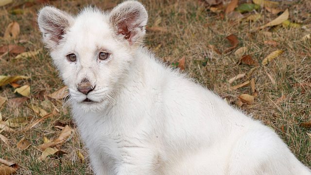 可可：不好啦有怪蜀黍！