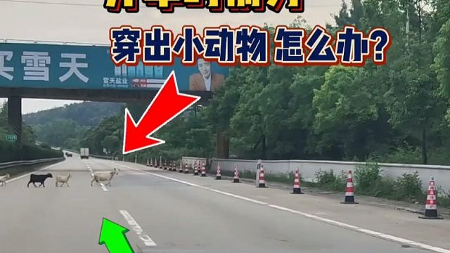 走高速这五条铁律你知道吗？老司机都不一定明白