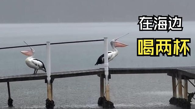 那些动物们的迷惑行为！