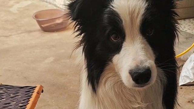 养狗就养边牧，真的很好玩