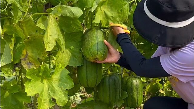 这种丝瓜产量高、味道甜，你也种吧