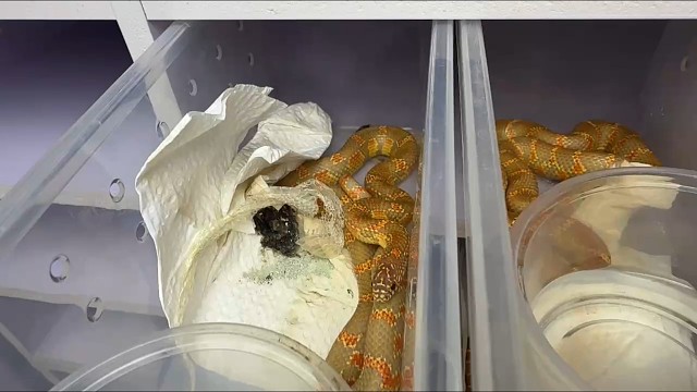 朋友爬房蛇苗代发。