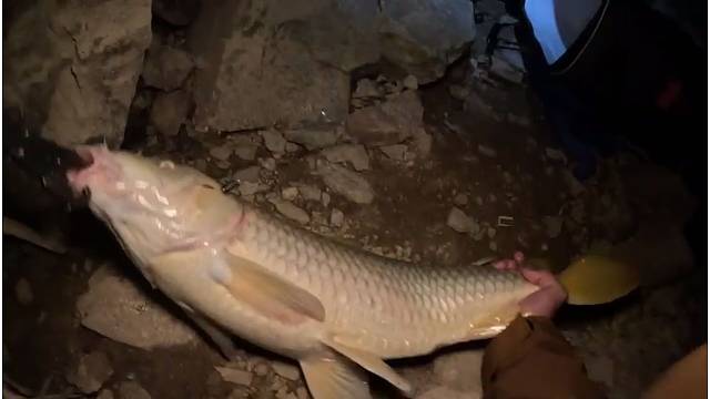 野钓10 巨物是个什么体验