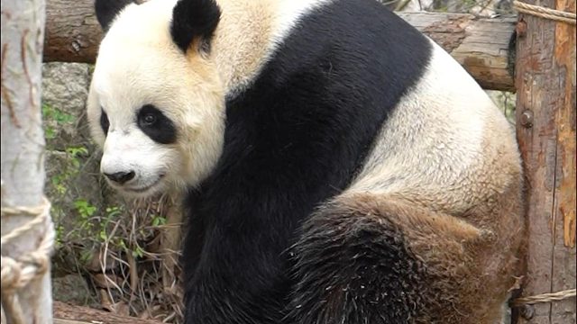 这下愿仔真成“脏脏包”了