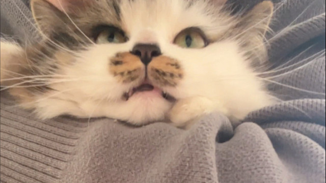 给小猫剪指甲一分钟能亲半小时