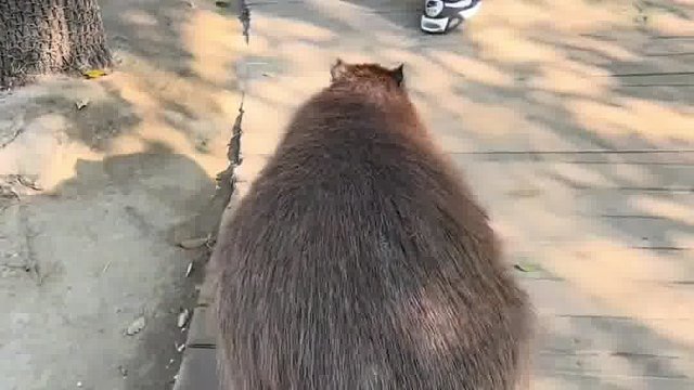 卡皮巴拉好吃嘛