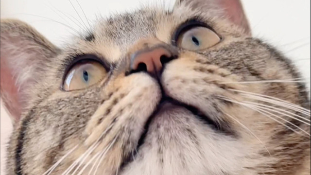 明明我的小猫很可爱嘛！这么乖——的小狸花