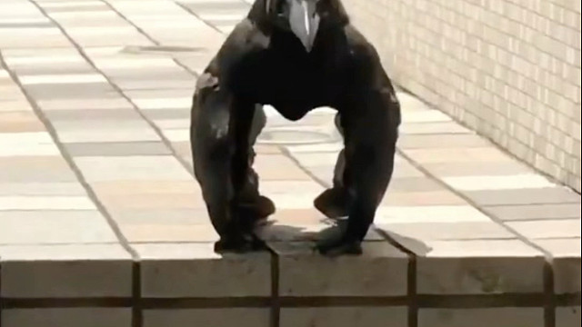 渡鸦：黑黢黢的外表下全是智慧的结晶。