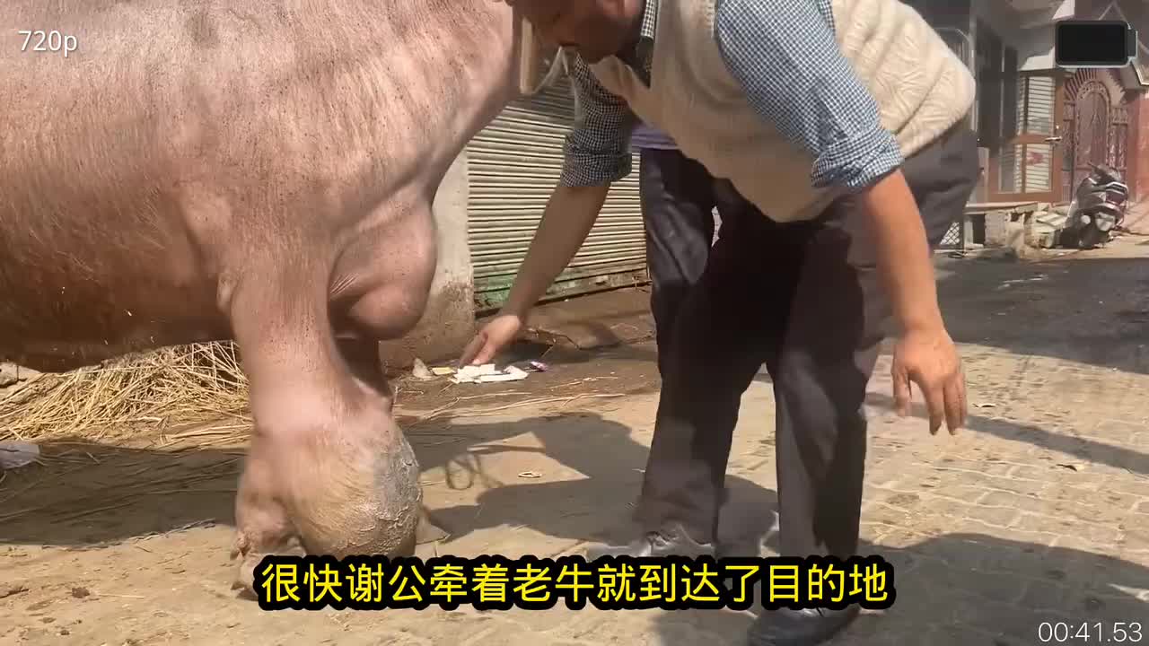 老牛踢足球