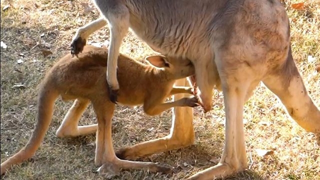 最温暖的地方当然是妈妈怀里啦~