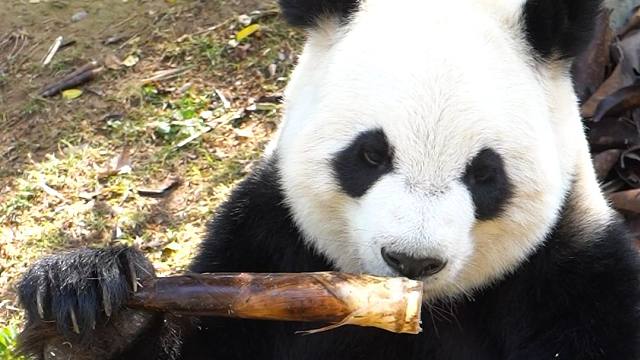 不是，这和坐我身边吃有什么区别~