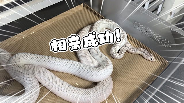 大肥蛇相亲成功！子代一窝可顶一台车首付！！！