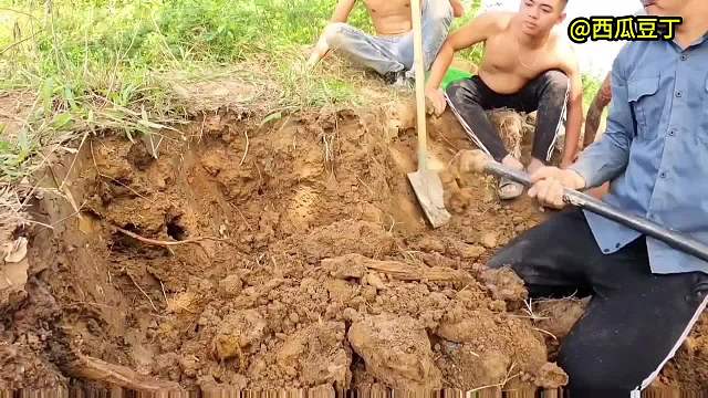 勇敢的越南捕蛇人，徒手抓几十条毒蛇，看着让人脊背发凉！ #越南捕蛇人 #徒手抓毒蛇 