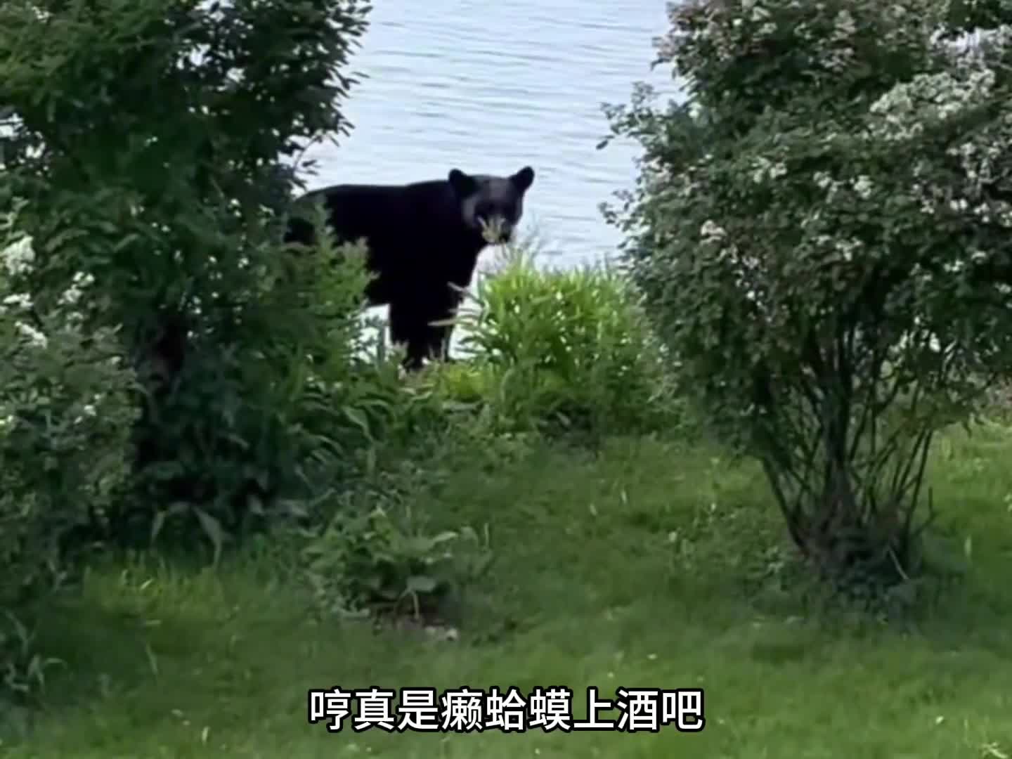 一头很熊的大黑熊！